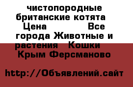 чистопородные британские котята › Цена ­ 10 000 - Все города Животные и растения » Кошки   . Крым,Ферсманово